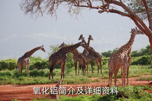 残极价格,碳素残极价格