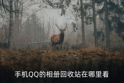 qq空间照片回收站在哪里，手机QQ的相册回收站在哪里看