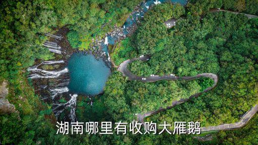 湖南哪里有收购大雁鹅