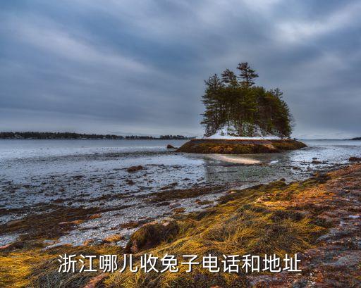 浙江哪儿收兔子电话和地址