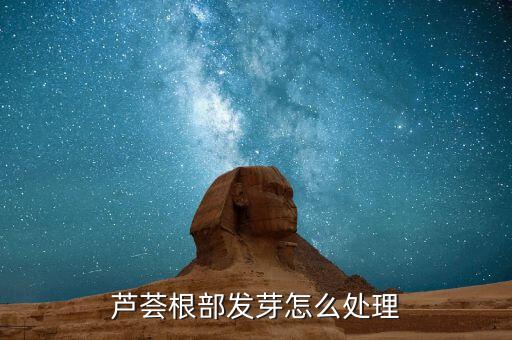 芦荟根部发芽怎么处理