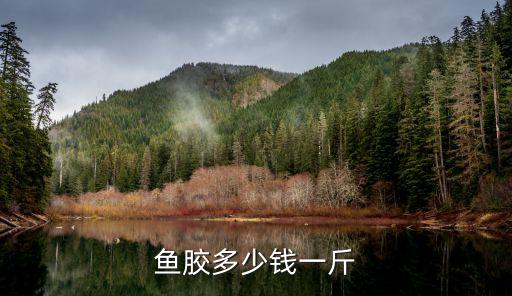 鱼胶多少钱一斤