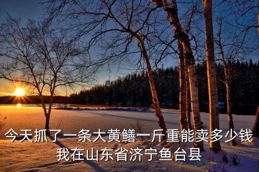 今天抓了一条大黄鳝一斤重能卖多少钱我在山东省济宁鱼台县