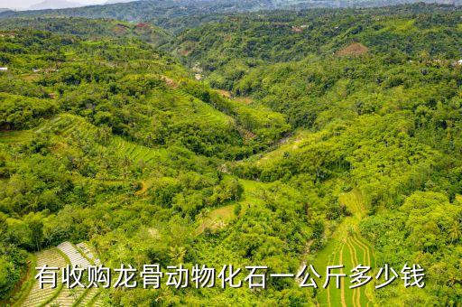 有收购龙骨动物化石一公斤多少钱