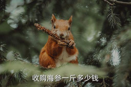 收购海参一斤多少钱