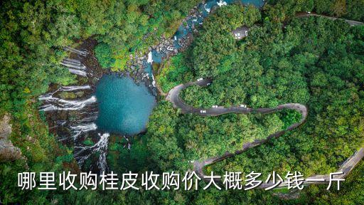 鬼洞肉桂哪里回收，哪里收购桂皮收购价大概多少钱一斤