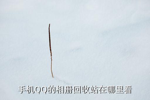 手机QQ的相册回收站在哪里看
