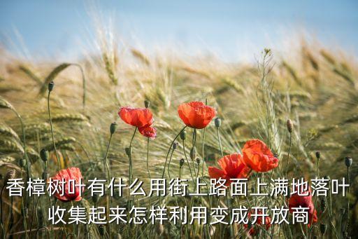 香樟叶片哪里回收的，香樟树叶有什么用街上路面上满地落叶收集起来怎样利用变成开放商