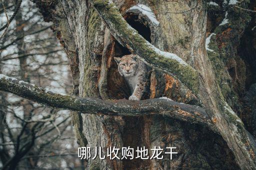 哪儿收购地龙干