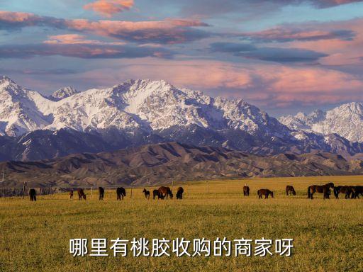 哪里回收桃胶，什么地方收购桃胶