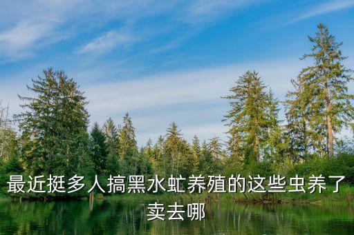 最近挺多人搞黑水虻养殖的这些虫养了卖去哪