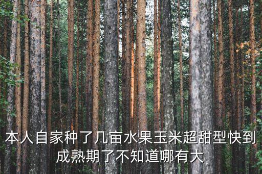 本人自家种了几亩水果玉米超甜型快到成熟期了不知道哪有大