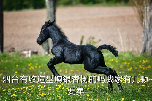烟台有收造型购银杏树的吗我家有几颗要卖