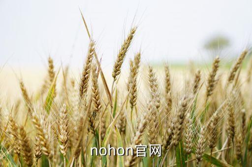 nohon官网