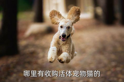 哪里有收购活体宠物猫的
