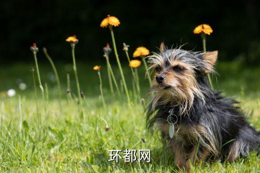 环都网