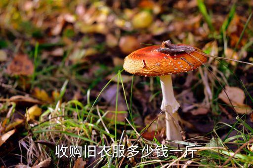 收购旧衣服多少钱一斤