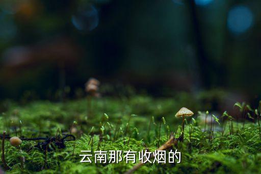云南那有收烟的