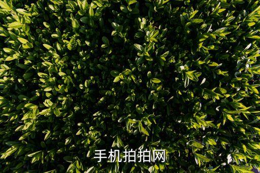 手机拍拍网