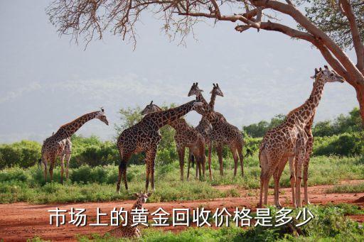 市场上的黄金回收价格是多少