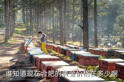 谁知道现在合肥的黄金价格在多少啊