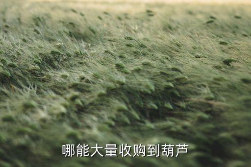 哪能大量收购到葫芦