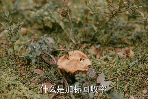 什么是加标回收率
