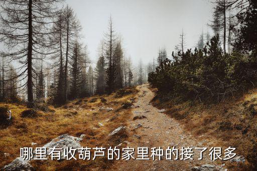葫芦回收官网，哪里回收葫芦