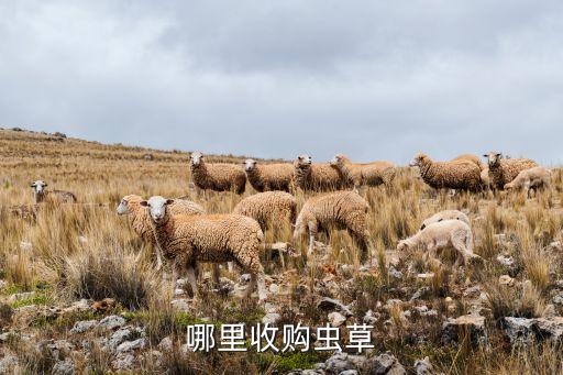 哪里收购虫草
